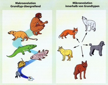 Verschil macro- en micro-evolutie.