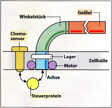 Schema bacteriemotor