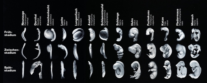 Ontwikkeling embryo's volgens Richardson