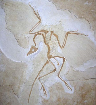 Fossiel Archaeopteryx.