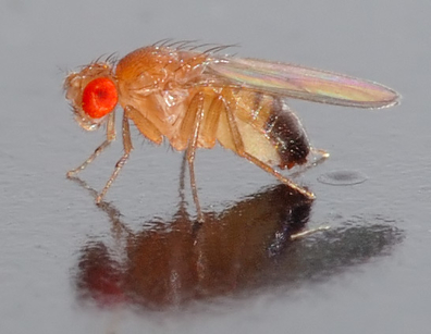 Fruit fly Drosophila Melanogaster