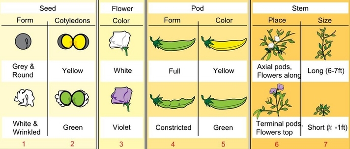 7 by Mendel studied traits in peas.