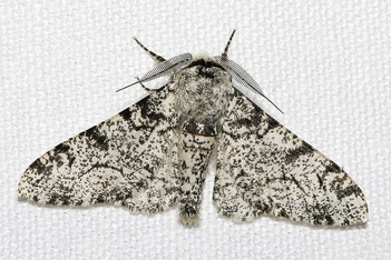 Gray Peppered Moth (Biston betularia)