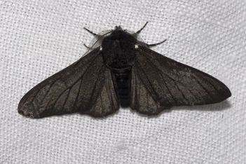 Black Peppered Moth (Biston betularia)