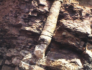 Polystrate tree trunk