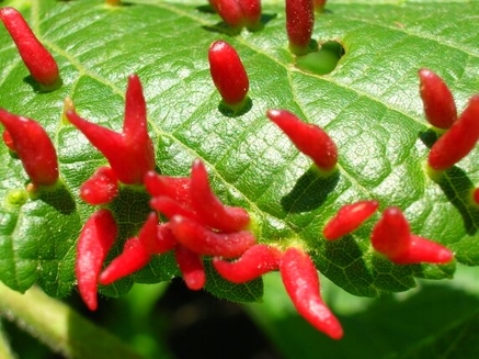 lime nail gall or bugle gall