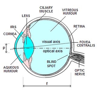 Cross section eye