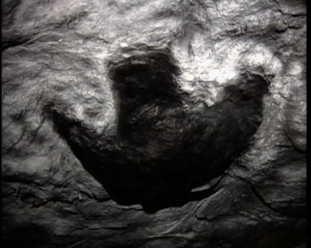 Fossil Dinosaur Footprint